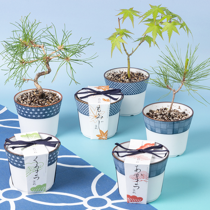 聖新陶芸