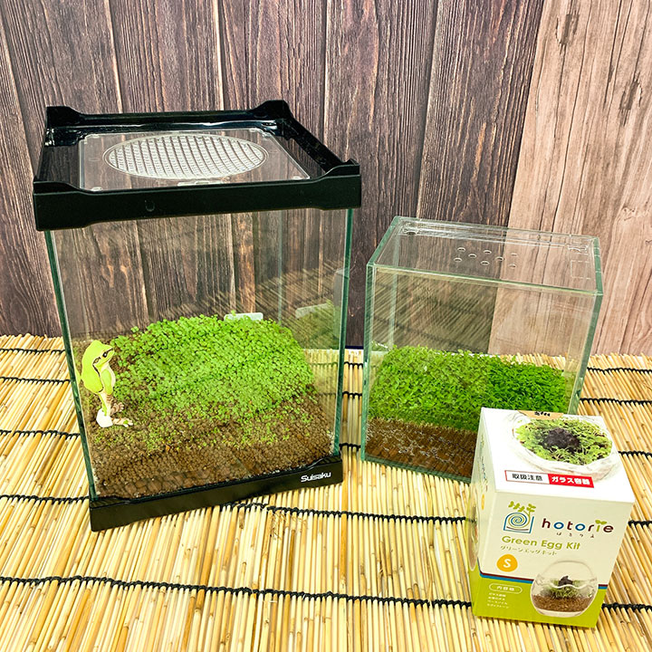 夏に育てる癒しの緑