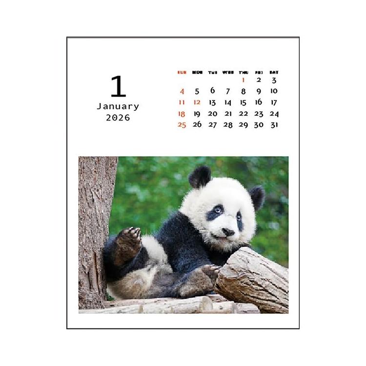2026年1月始まりカレンダー 卓上 パンダのようちえん