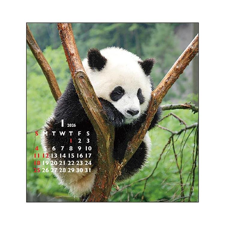 2026年1月始まりカレンダー 卓上 FD パンダ