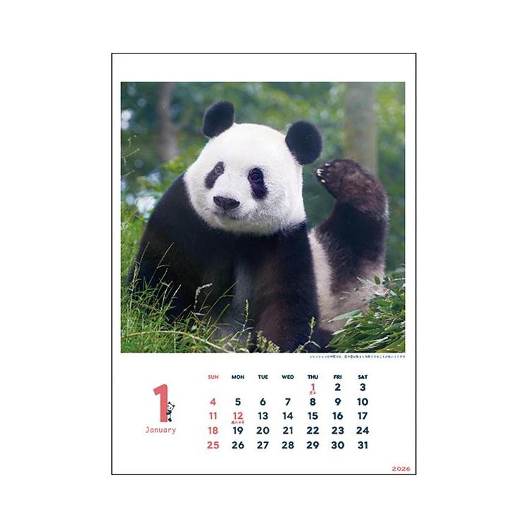 2026年1月始まりカレンダー 壁掛け パンダ シャンシャン