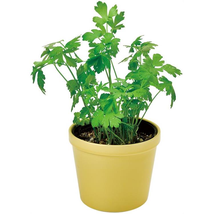 レシピ付栽培キット イタリアンパセリ ファッション バラエティ雑貨 ロフト公式通販サイト Loft