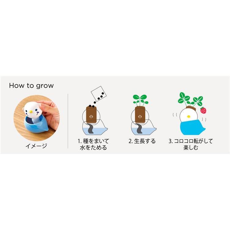 コロコロバード セキセイインコ ワイルドストロベリー