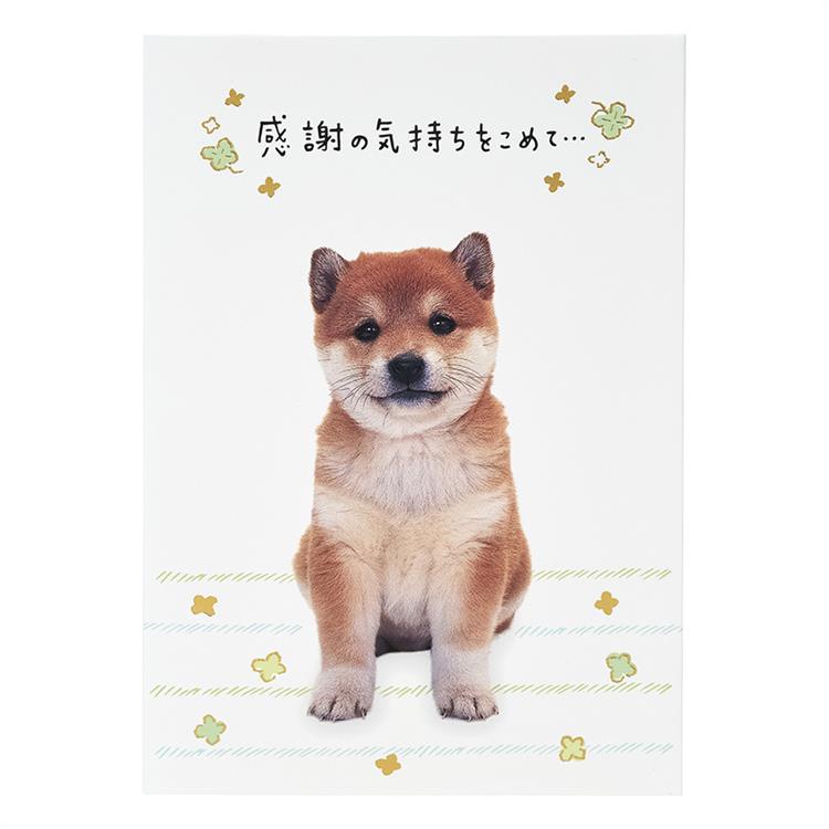 感謝カード フォトイヌ全身 フォトイヌ全身