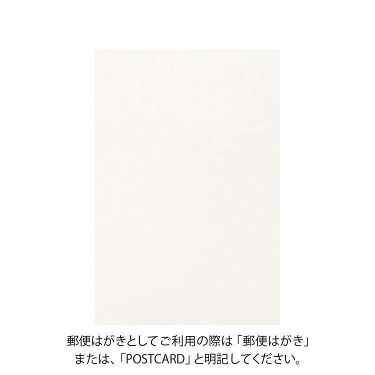 秋柄 ポストカード 菊 菊
