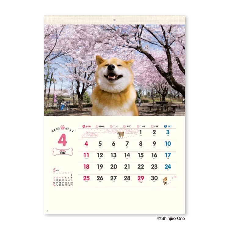 2027年1月始まりカレンダー 壁掛け 柴犬まるとおさんぽ