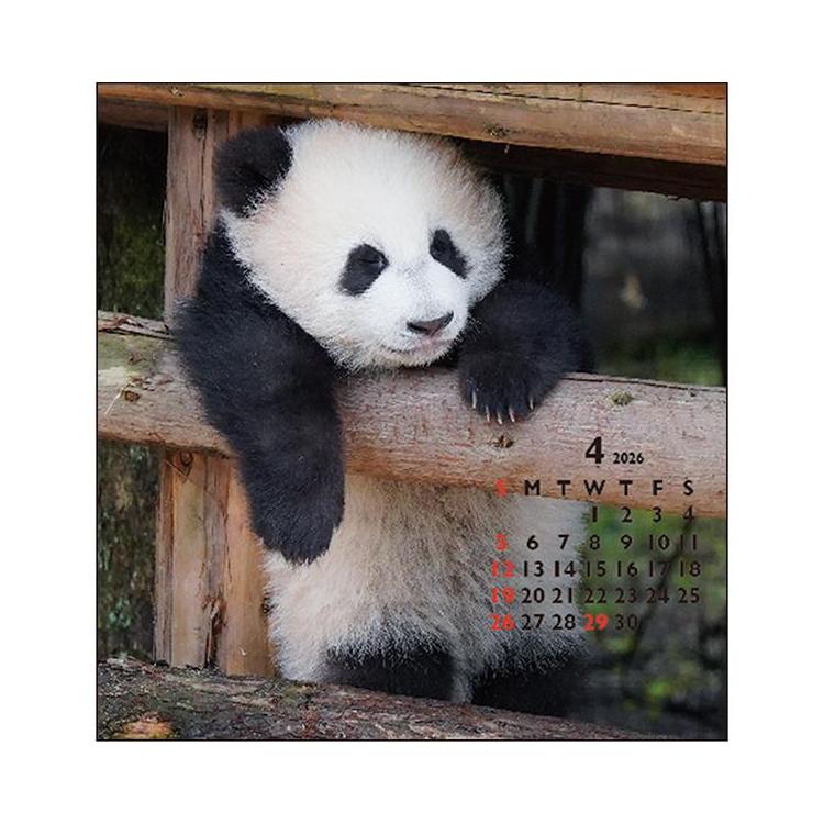 2026年1月始まりカレンダー 卓上 FD パンダ