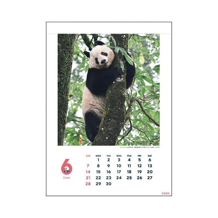 2026年1月始まりカレンダー 壁掛け パンダ シャンシャン