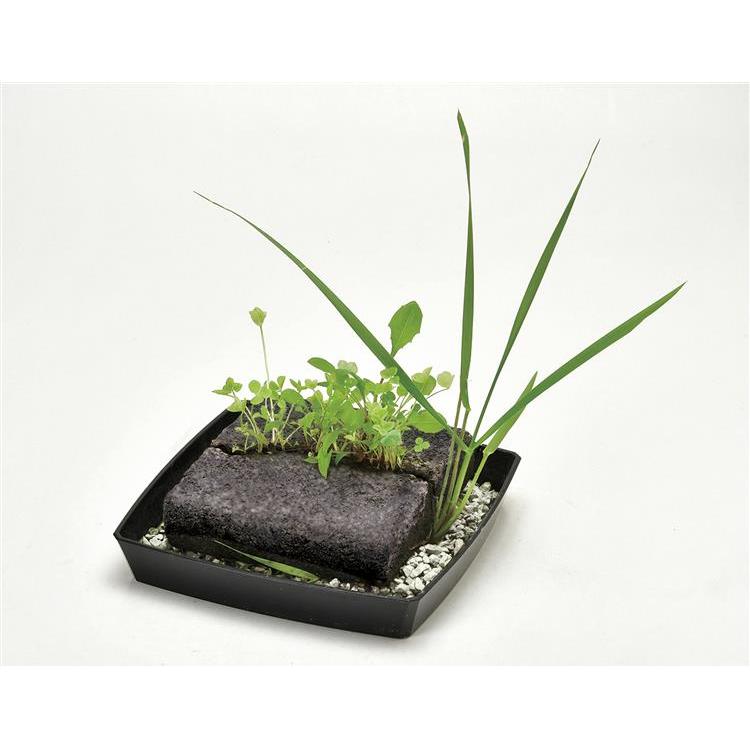 雑草栽培セット ファッション バラエティ雑貨 ロフト公式通販サイト Loft