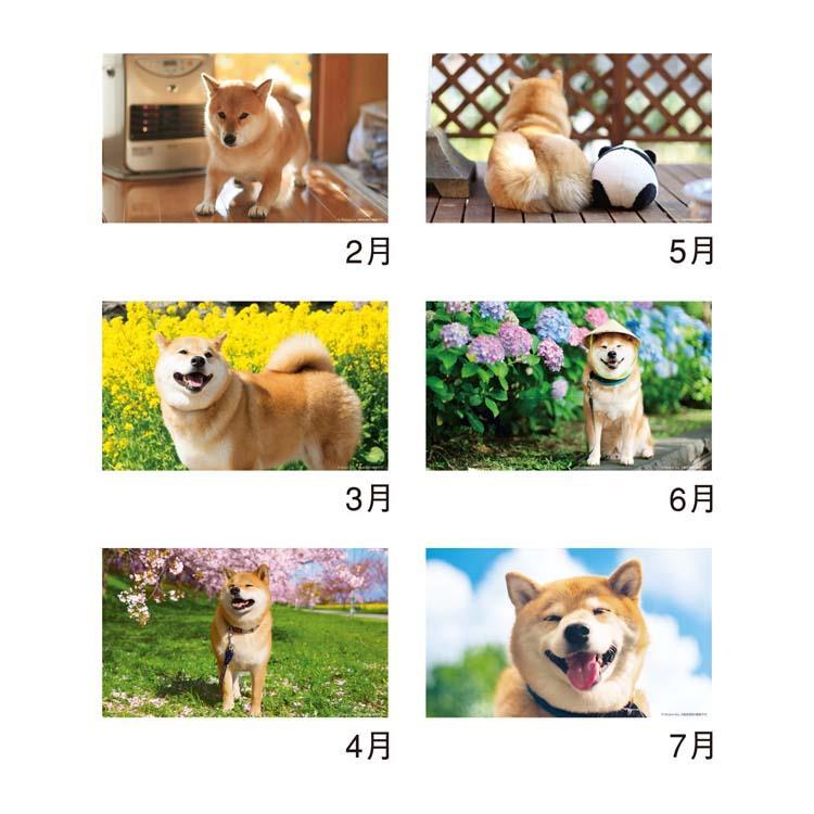 2027年1月始まりカレンダー 卓上 柴犬まるとおさんぽ
