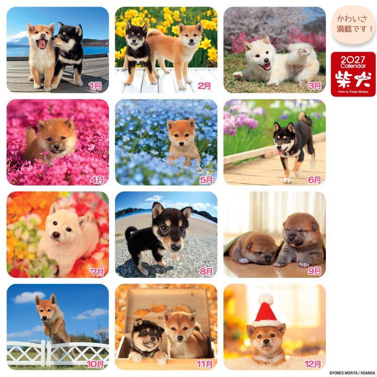 2027年1月始まりカレンダー 卓上 森田まるごと柴犬