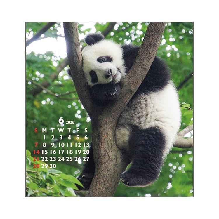 2026年1月始まりカレンダー 卓上 FD パンダ