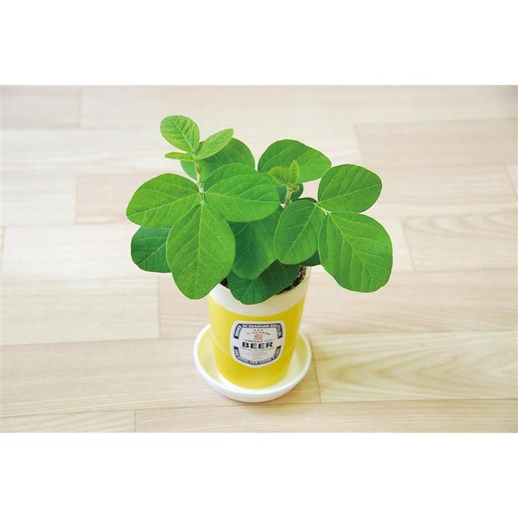 えだまめ栽培セット ファッション バラエティ雑貨 ロフト公式通販サイト Loft