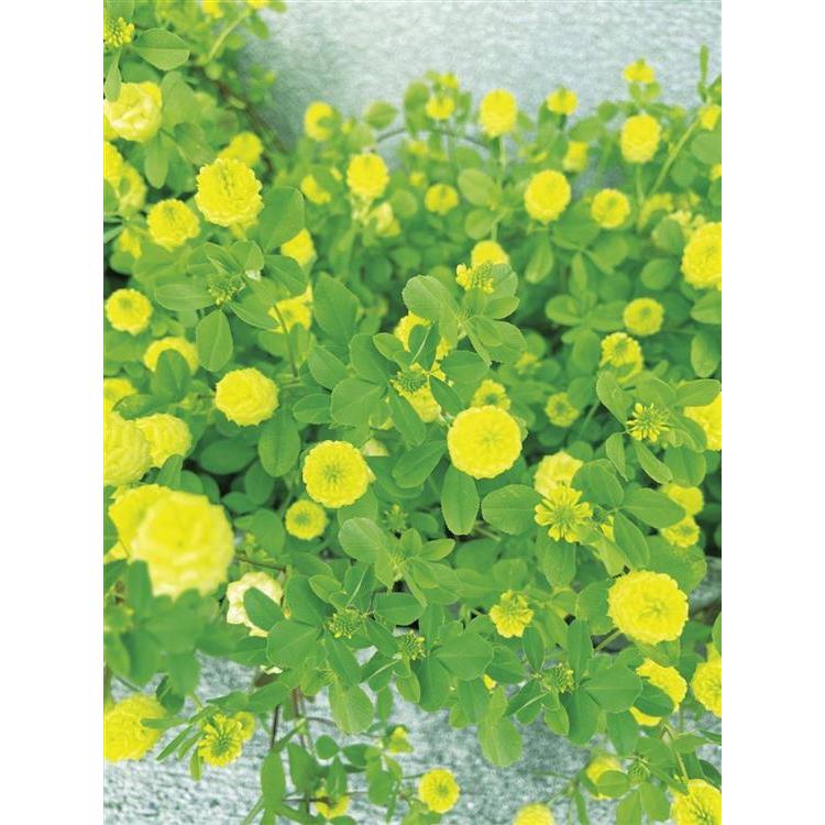 シアワセの黄色の花咲くクローバー ファッション バラエティ雑貨 ロフト公式通販サイト Loft