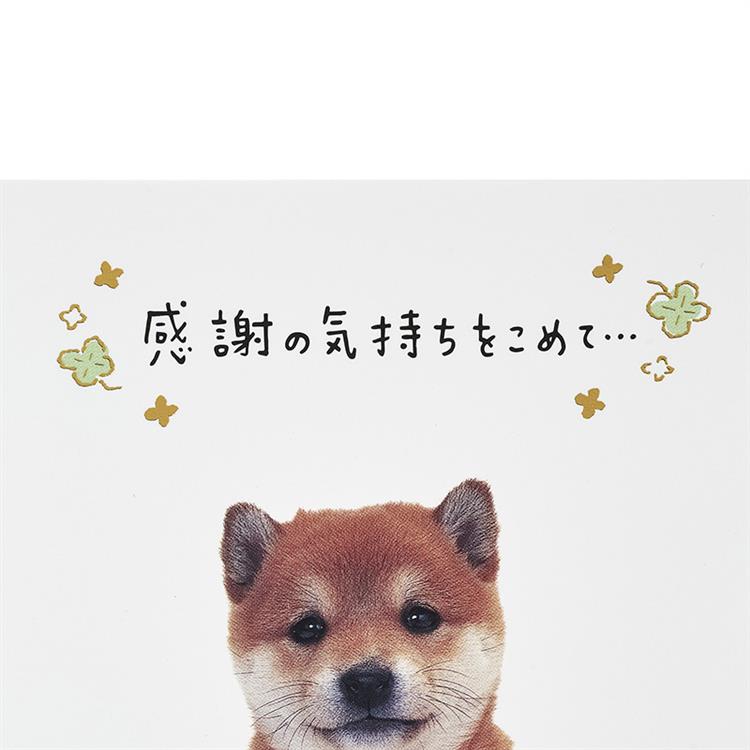 感謝カード フォトイヌ全身 フォトイヌ全身