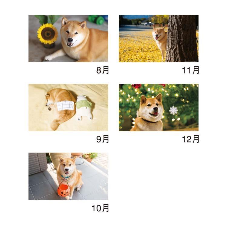 2027年1月始まりカレンダー 卓上 柴犬まるとおさんぽ