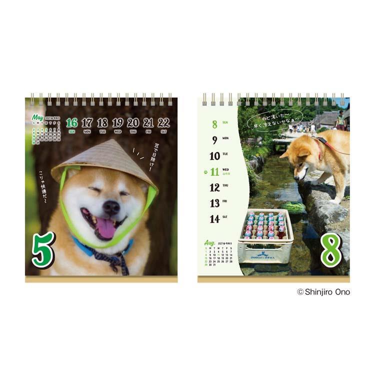 2027年1月始まりカレンダー 卓上 柴犬まるのおしゃべり週めくり