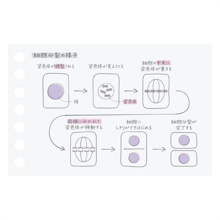 キャンパス ルーズリーフ 無地 A7 50枚