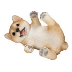 柴犬