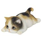 三毛猫