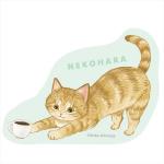 茶トラ