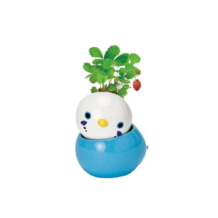 コロコロバード セキセイインコ ワイルドストロベリー