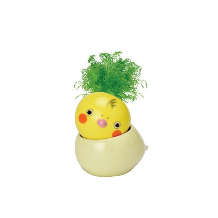 コロコロバード オカメインコ カモミール