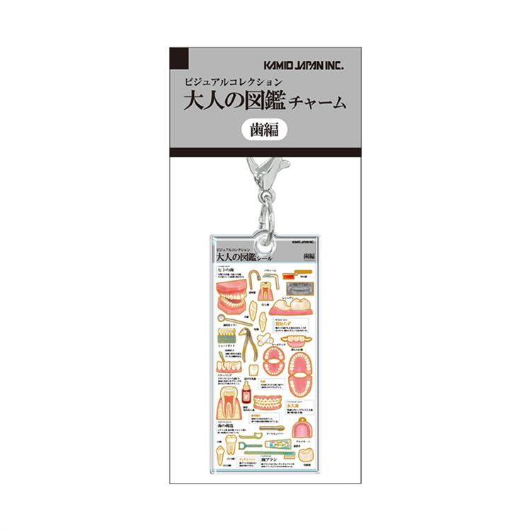 大人の図鑑チャーム 歯 歯