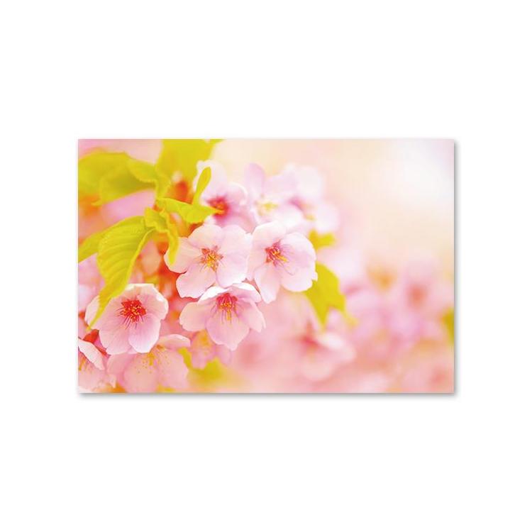 春柄 ポストカード ふんわり桜: ステーショナリー | ロフトネットストア