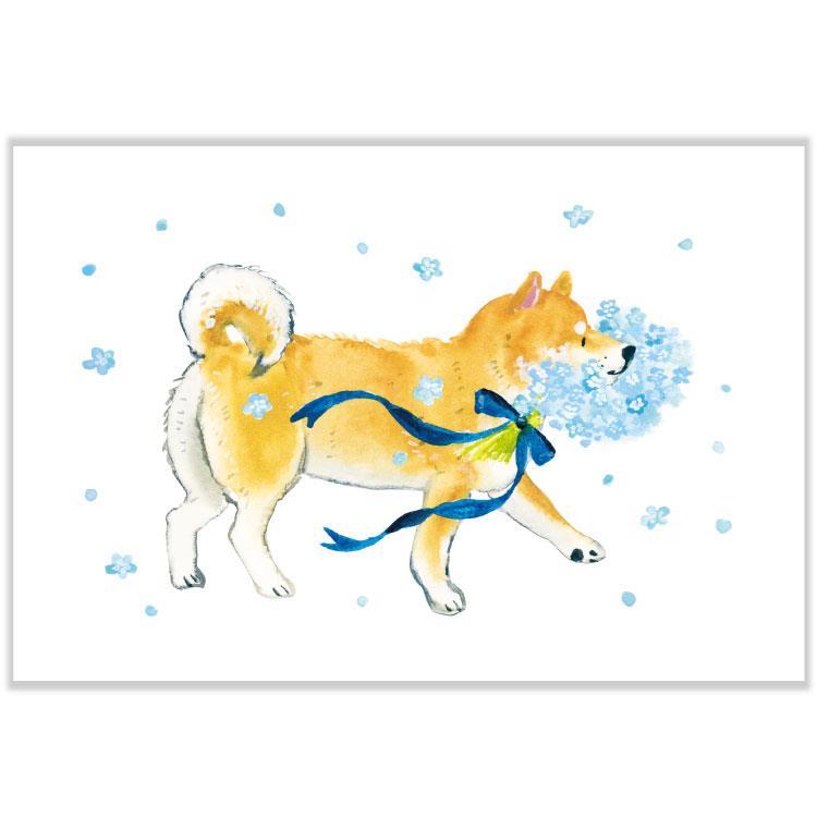 春柄 ポストカード 村田夏佳 しばいぬと春 ネモフィラ ネモフィラ