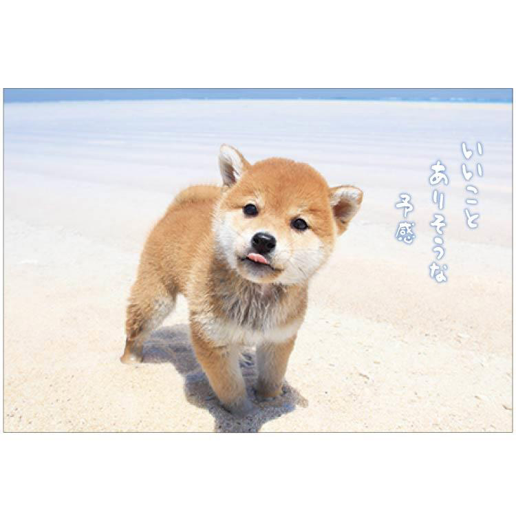 夏柄イヌ ポストカード 柴犬: ステーショナリー | ロフト公式通販