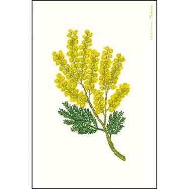 ポストカード 米津祐介 ミモザ