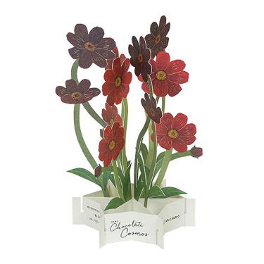 秋柄 ブルーミングカード チョコレートコスモス