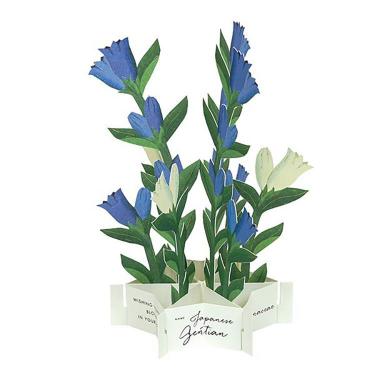 秋柄 ブルーミングカード リンドウ