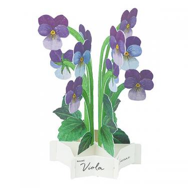 ブルーミングミニカード ビオラ