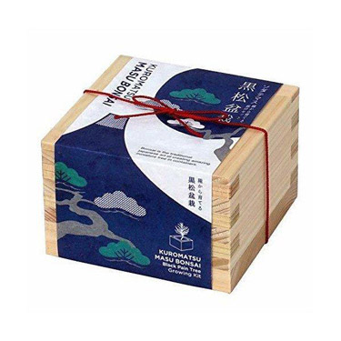 ⭐　アート盆栽　2個セット 2種セット】The BONSAI 栽培セット（黒松・赤松） 【プラザ