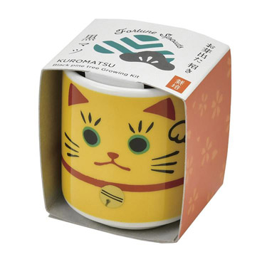 お芽でたおちょこ 招き猫 黄 黒松 縁起物栽培セット