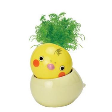 コロコロバード オカメインコ カモミール