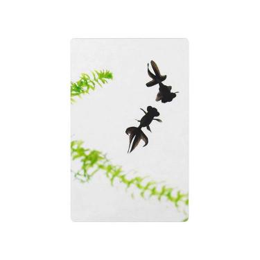 透明写真栞 黒出目金と水草