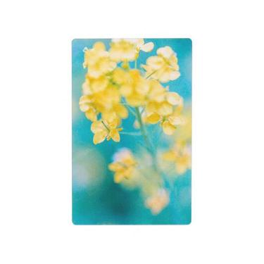 透明写真栞 菜の花