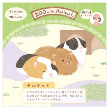 メモ ズームイン モルモット