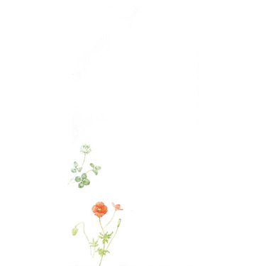 紙司撰 封筒 野花色々