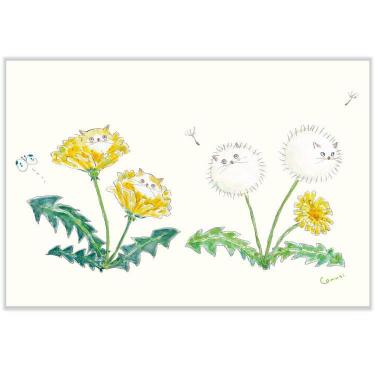 春柄 ポストカード トコロコムギ たんぽぽ