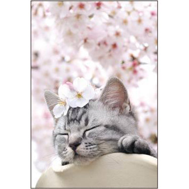 春柄 ポストカード サバトラ