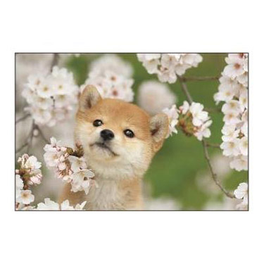 春柄 ポストカード 柴犬