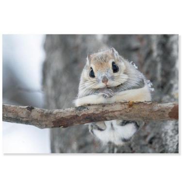 小動物ポストカード モモンガ